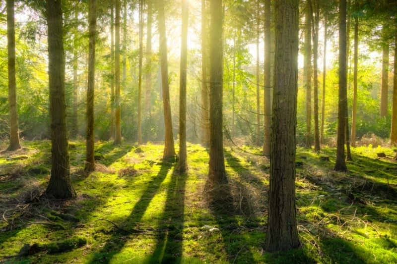 Ein lichtdurchfluteter Wald mit grünen Bäumen und sanften Sonnenstrahlen, der als Symbol für neue Hoffnung, innere Ruhe und die zeitnahe Unterstützung durch einen Heilpraktiker Psychotherapie in Kiel dient.